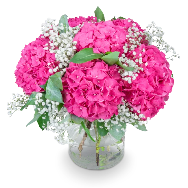 Bouquet of hydrangeas